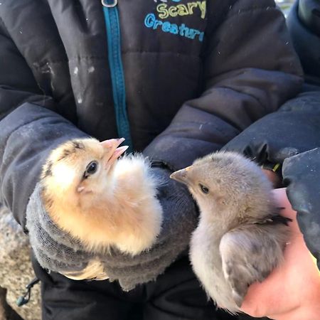 圣洛伦佐-迪塞巴托Thalerhof公寓 外观 照片